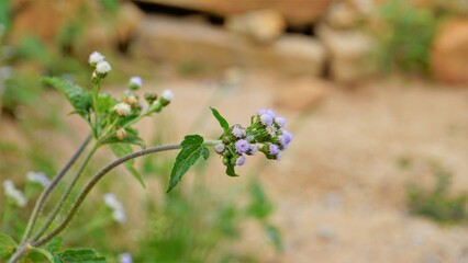 Ageratum conyzoides also known as Tropical whiteweed, Bastard argimony, Floss flower, Goat weed etc