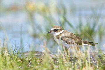 Semipalmated Plover, Charadrius semipalmatus, Everglades National Park, Florida, USA
