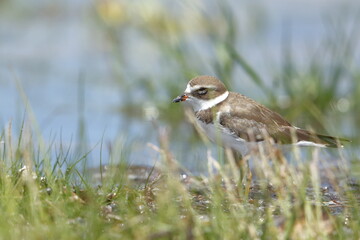 Semipalmated Plover, Charadrius semipalmatus, Everglades National Park, Florida, USA