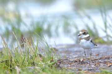 Semipalmated Plover, Charadrius semipalmatus, Everglades National Park, Florida, USA