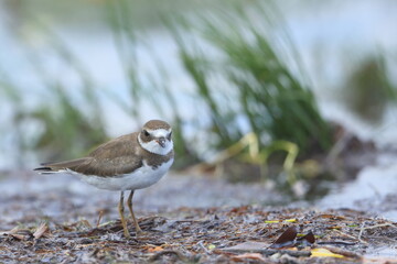 Semipalmated Plover, Charadrius semipalmatus, Everglades National Park, Florida, USA