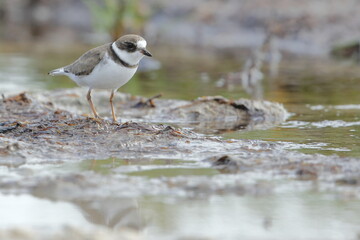 Semipalmated Plover, Charadrius semipalmatus, Everglades National Park, Florida, USA