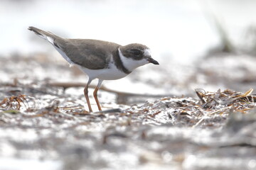 Semipalmated Plover, Charadrius semipalmatus, Everglades National Park, Florida, USA