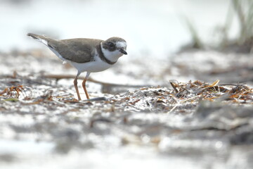 Semipalmated Plover, Charadrius semipalmatus, Everglades National Park, Florida, USA