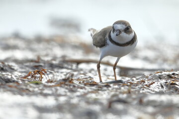 Semipalmated Plover, Charadrius semipalmatus, Everglades National Park, Florida, USA
