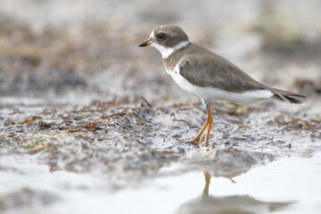 Semipalmated Plover, Charadrius semipalmatus, Everglades National Park, Florida, USA