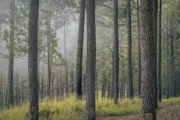 Obraz premium Bosque 