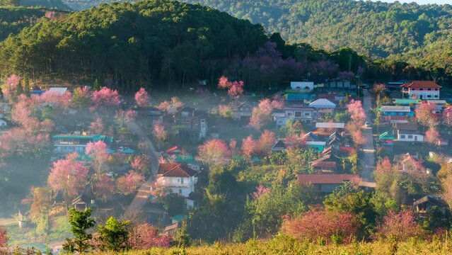 Time-lapse of pink blossom Sakura flower or Prunus Cerasoides full bloom in Ban Rong Kla Village with the natural high area at Phu Lom Lo Mountain Loei, and Phitsanulok, Thailand.