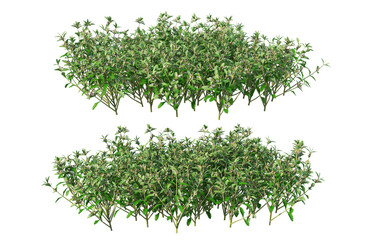 3D render many plants and flowers on a transparent background