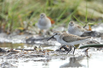 Semipalmated Sandpiper, Calidris pusilla, Everglades National Park, Florida, USA