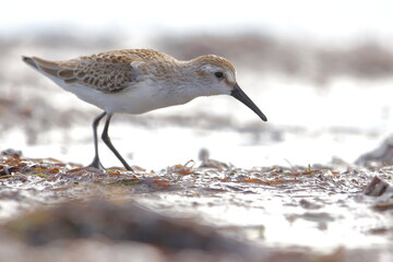 Semipalmated Sandpiper, Calidris pusilla, Everglades National Park, Florida, USA