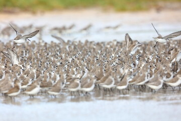 Semipalmated Sandpiper, Calidris pusilla, Everglades National Park, Florida, USA