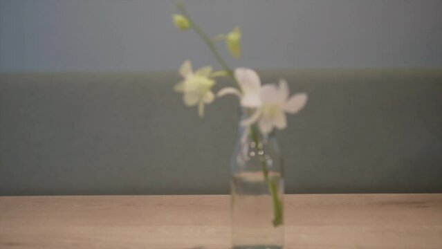 View of a white flower in a glass vase on a wooden table, zoom in