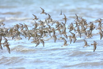 Semipalmated Sandpiper, Calidris pusilla, Everglades National Park, Florida, USA