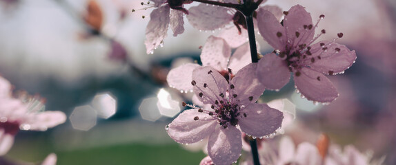 SPRING - Blooming fruit tree in dew drops