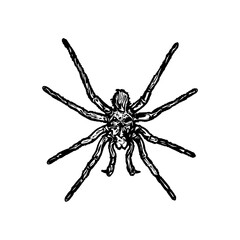 black and white sketch of spider with a transparent background