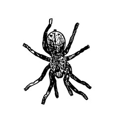 Obraz premium black and white sketch of spider with a transparent background