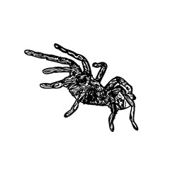 black and white sketch of spider with a transparent background