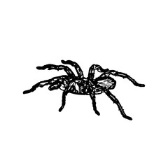 black and white sketch of spider with a transparent background