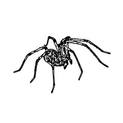 black and white sketch of spider with a transparent background