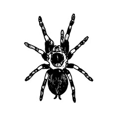 black and white sketch of spider with a transparent background