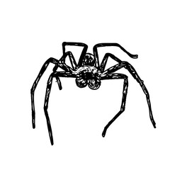 black and white sketch of spider with a transparent background