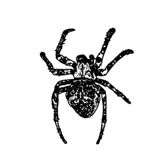 black and white sketch of spider with a transparent background