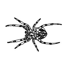 black and white sketch of spider with a transparent background