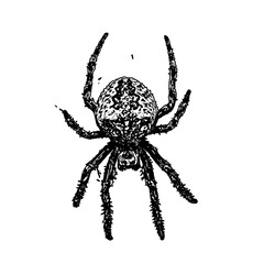 black and white sketch of spider with a transparent background