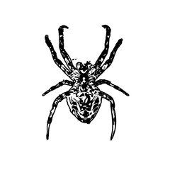 black and white sketch of spider with a transparent background