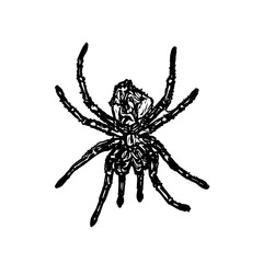 black and white sketch of spider with a transparent background