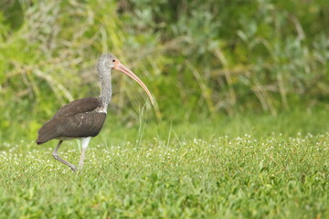 White Ibis, Eudocimus albus, Everglades National Park, Florida, USA