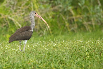 White Ibis, Eudocimus albus, Everglades National Park, Florida, USA