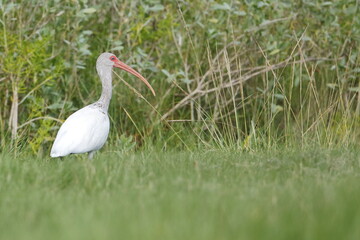 White Ibis, Eudocimus albus, Everglades National Park, Florida, USA