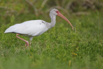 White Ibis, Eudocimus albus, Everglades National Park, Florida, USA