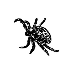 black and white sketch of spider with a transparent background