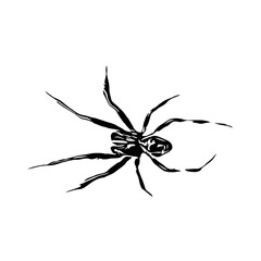 black and white sketch of spider with a transparent background