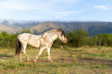 Un caballo criollo en un campo de Argentina con montañas detras. Provincia de San Luis. - obrazy, fototapety, plakaty