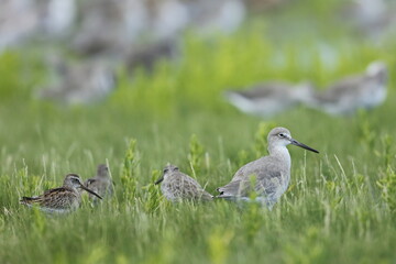 Willet, Tringa semipalmata, Everglades National Park, Florida, USA