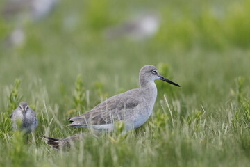 Willet, Tringa semipalmata, Everglades National Park, Florida, USA