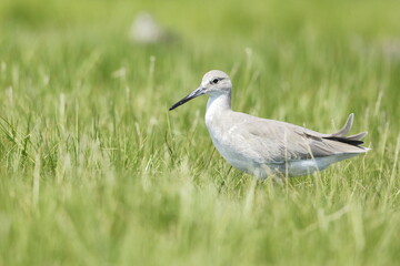 Willet, Tringa semipalmata, Everglades National Park, Florida, USA