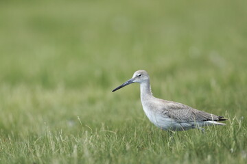 Willet, Tringa semipalmata, Everglades National Park, Florida, USA