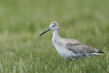 Willet, Tringa semipalmata, Everglades National Park, Florida, USA
