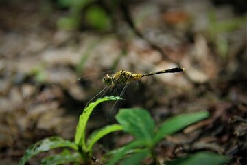dragonfly on a leaf