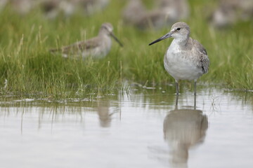 Willet, Tringa semipalmata, Everglades National Park, Florida, USA