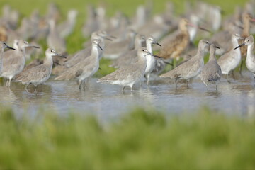 Willet, Tringa semipalmata, Everglades National Park, Florida, USA