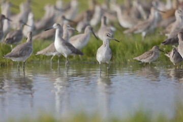 Willet, Tringa semipalmata, Everglades National Park, Florida, USA