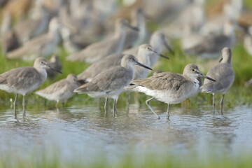 Willet, Tringa semipalmata, Everglades National Park, Florida, USA