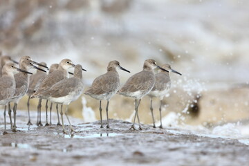 Obraz premium Willet, Tringa semipalmata, Everglades National Park, Florida, USA