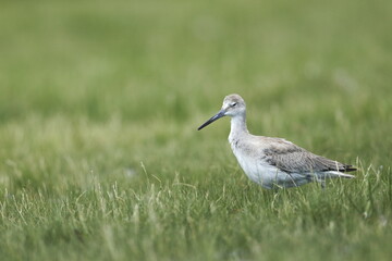 Willet, Tringa semipalmata, Everglades National Park, Florida, USA